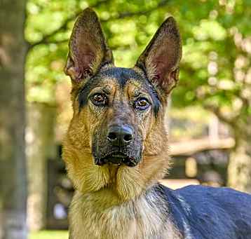 Photo of Diesel
