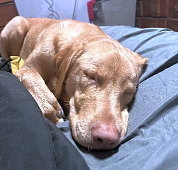 Photo of Layla