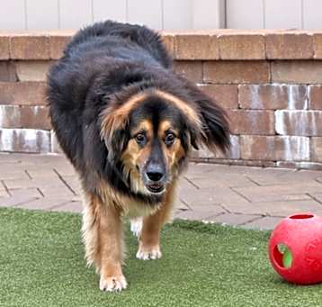 Photo of Rocky