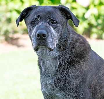 Photo of Kodiak