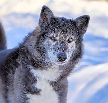 Photo of Luna