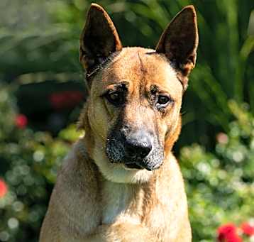 Photo of Marmaduke