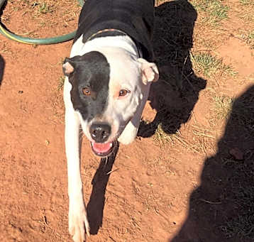 Photo of Oreo