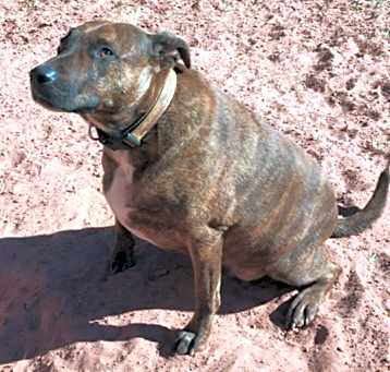 Photo of Buddy