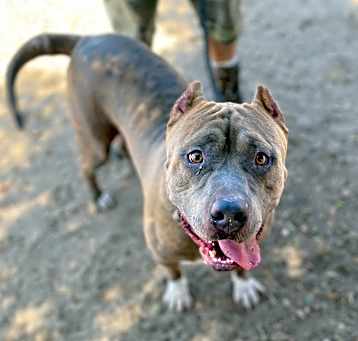 Photo of CLYDE