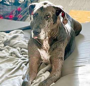 Photo of Cruiser