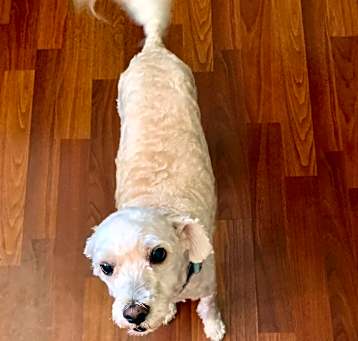 Photo of JENNY-Help Needed