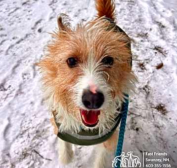 Photo of Scooby