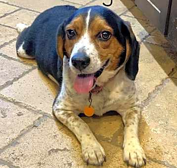 Photo of Buddy - OK