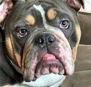 Photo of Grey
