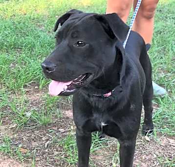 Photo of Zydeco