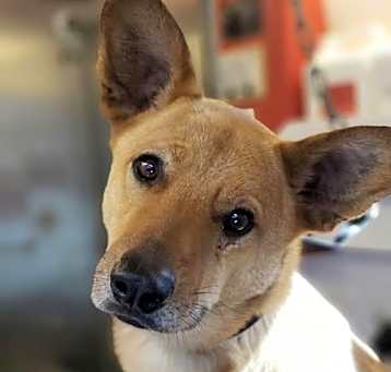 Photo of Toby