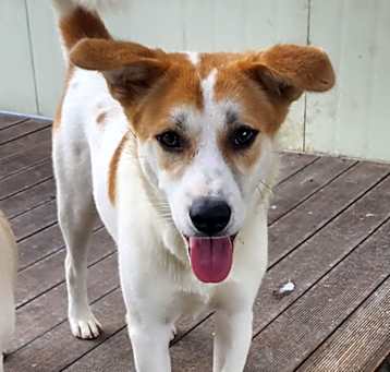 Photo of Cookie