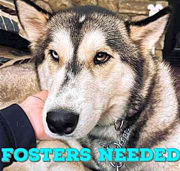 Photo of Foster Homes Needed