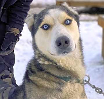 Photo of Copper