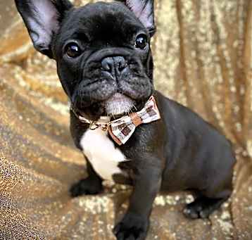 Photo of 14 WEEKS; Leo “Leopoldo”