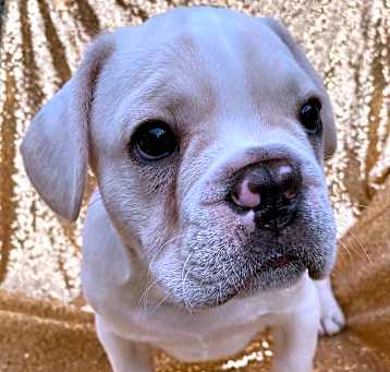 Photo of PENDING ADOPTION; Sully