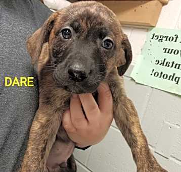 Photo of DARE