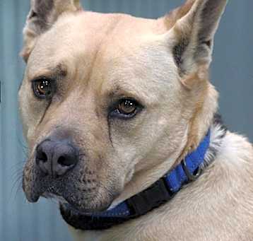 Photo of Tyson