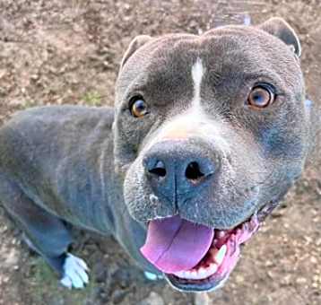 Photo of Sparky