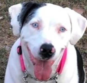 Photo of Ellie - Catahoula