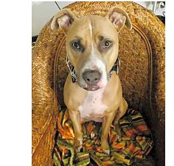 Photo of Nala