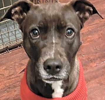 Photo of Roxy (CP)