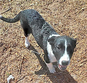 Photo of Puppy2