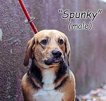 Photo of Spunky
