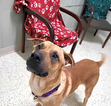 Photo of Champ