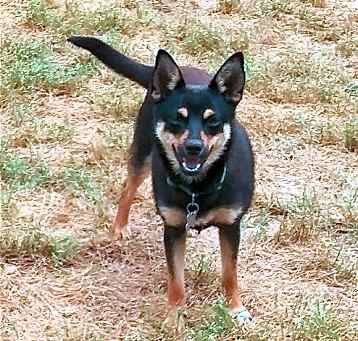 Photo of Topper