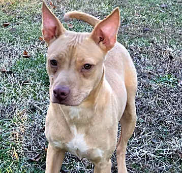 Photo of Honey