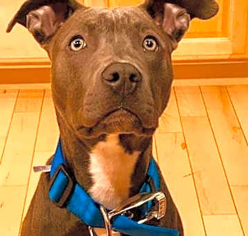 Photo of Smokey Rose (Courtesy Post)