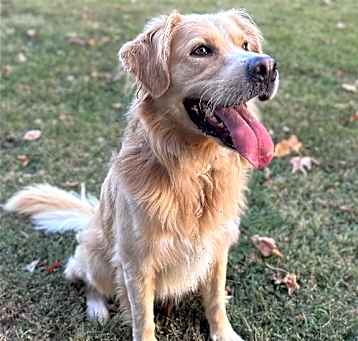 Photo of Rowdy
