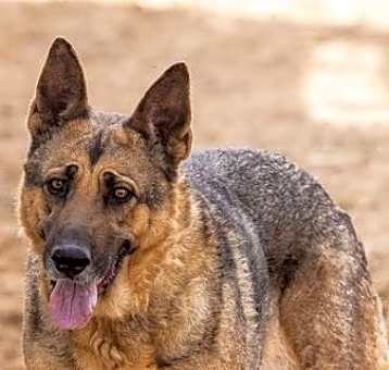 Photo of DALILA