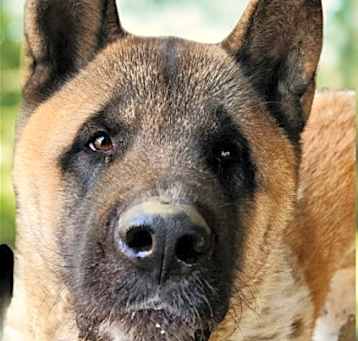 Photo of Rollie