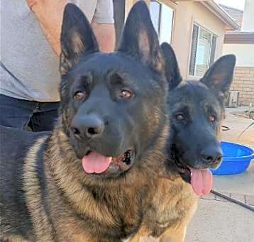 Photo of Eclipse and Shade