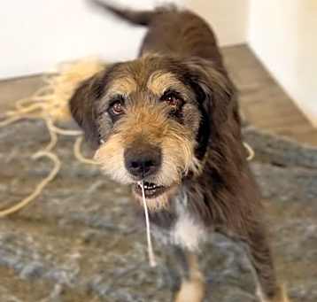 Photo of Benji *READ ENTIRE DESCRIPTION*