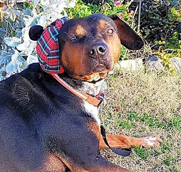 Photo of Dolly