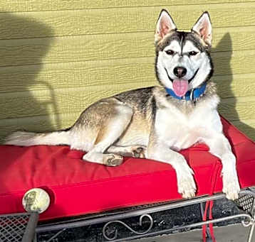 Photo of Petunia aka Sitka