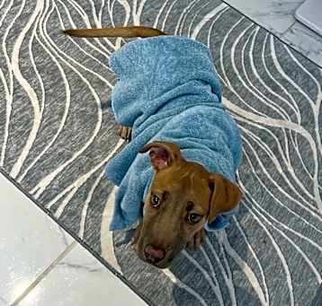 Photo of Nala