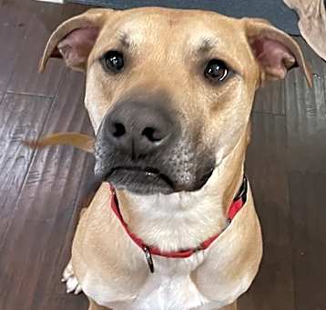 Photo of Dax