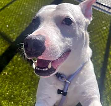 Photo of MR. PEABODY