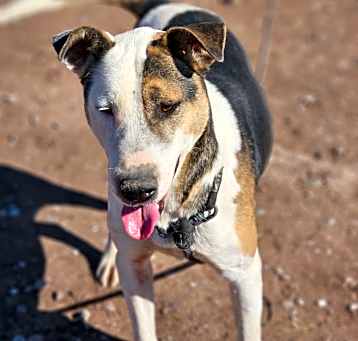 Photo of Dexter