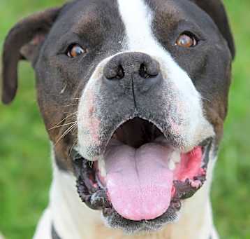Photo of Coby (Buckmaster)