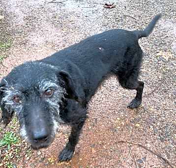 Photo of Molly (sweet senior)