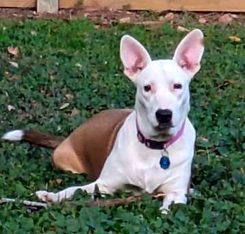 Photo of Roo