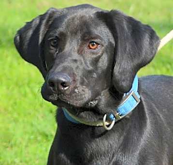 Photo of Watson