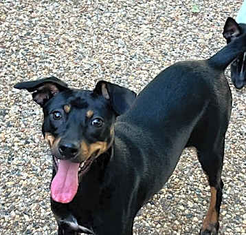 Photo of Nacho