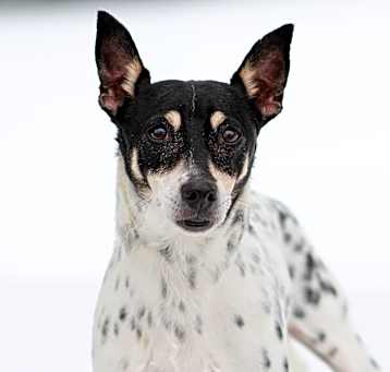 Photo of Rags